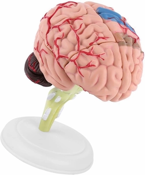 1PC Proven Anatomical Model of The Human Brain - Toy for Learning and Education - Light and Portable - Ideal for Students and Specialists
