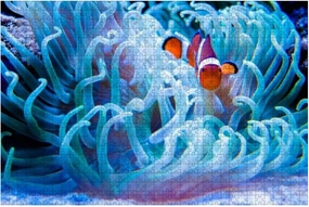 500 Piece Clown Fish in Sea Anemonefish Large Piece Jigsaw Puzzles for Adults Educational Toy for Kids Creative Games Entertainment Wooden Puzzles Home Decor