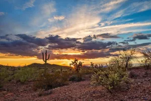 Colorful Sonoran Desert Sunset Saguaro Cactus Photo Photograph Beach Palm Landscape Pictures Ocean Scenic Tropical Nature Photography Paradise Cool Wall Art Print Poster 36x24