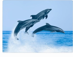Dolphin Jumping Coastal Shoreline Waves Sandy Beach Kitchen Glass Cutting Board Ocean Decorative Gift (Dolphin Jumping)