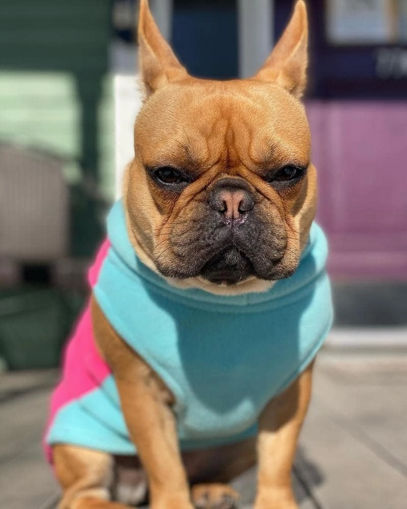 Gooby Half Stretch Fleece Vest Sweater - Pink, Large - Warm Pullover Jacket With D-Ring Leash - Winter Small Dog Coat - Cold Weather Clothes for Small Dogs Boy or Girl