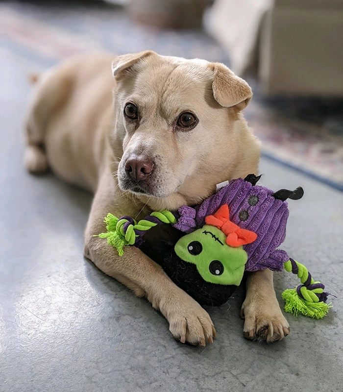 Hatchables Frank-O-Lantern: Inside-Out Dog Toy