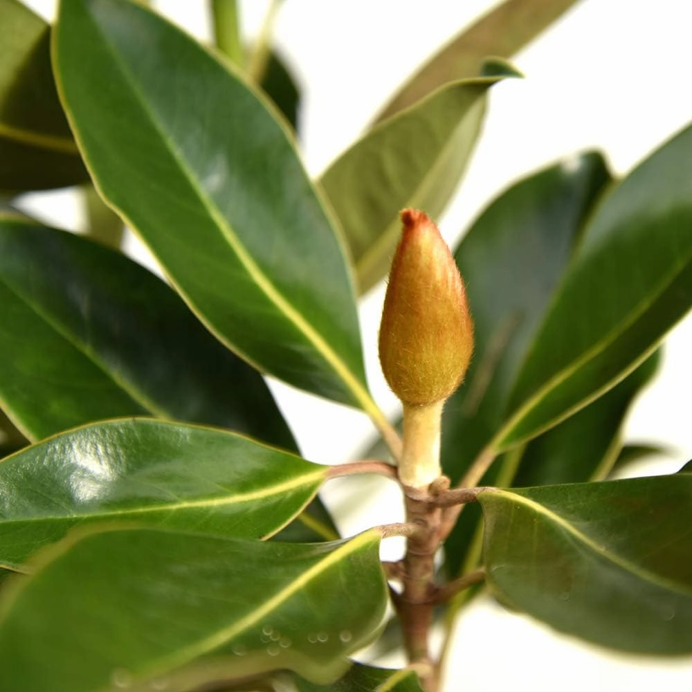 Perfect Plants Little Gem Magnolia Live Plant, 2-3', Includes Care Guide