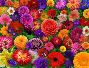 Springbok Blooming Every Daisy 500 Piece Jigsaw Puzzle for Adults - Colorful Flower Collage - Unique Cut Pieces - Great for Relaxing and Mindful Activity - Finished Size 23.5" x 18"