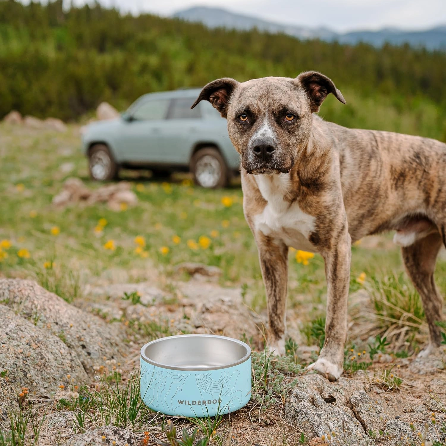 Widlerdog Stainless Steel Dog Bowl with Extra Durable Kitchen-Grade BPA-Free Stainless Steel with Non-Slip Rubber Ringed Bottom