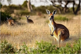 Wooden Jigsaw Puzzles for Adults 1000 Pieces Red Kangaroo grasslands Australian Outback Fun and Challenging Board Puzzles Large Educational Game Kids Toys Gift Home Decor