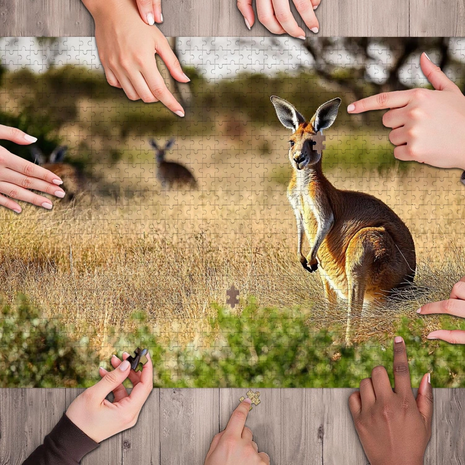 Wooden Jigsaw Puzzles for Adults 1000 Pieces Red Kangaroo grasslands Australian Outback Fun and Challenging Board Puzzles Large Educational Game Kids Toys Gift Home Decor